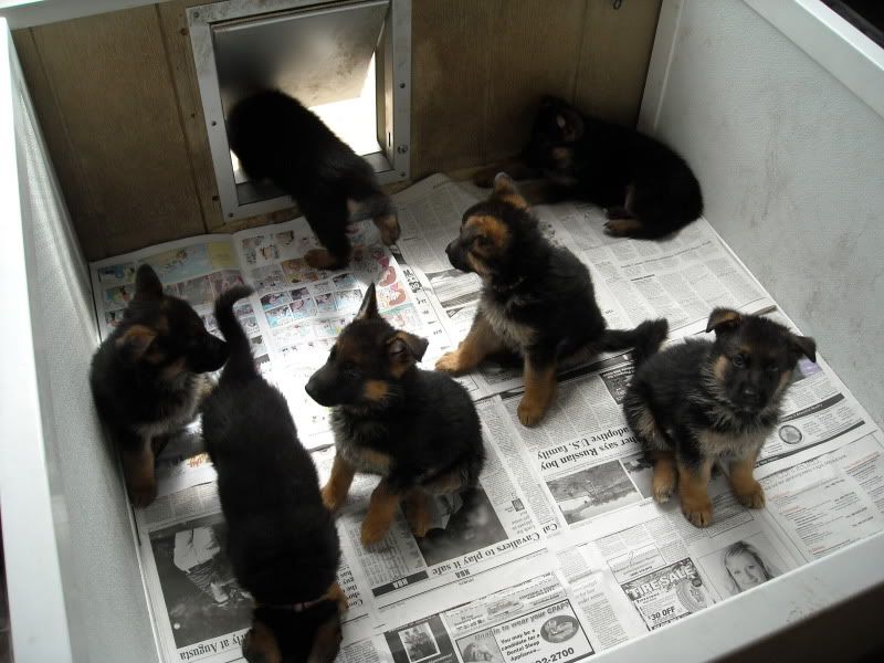 raising a litter German Shepherds Forum
